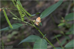 Codariocalyx motorius